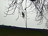 2016-02-04_Grundele_Schmotzige-Dunnstig_231.jpg