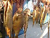 2024-01-28_Narrentreffen-Gottmadingen_005.jpg